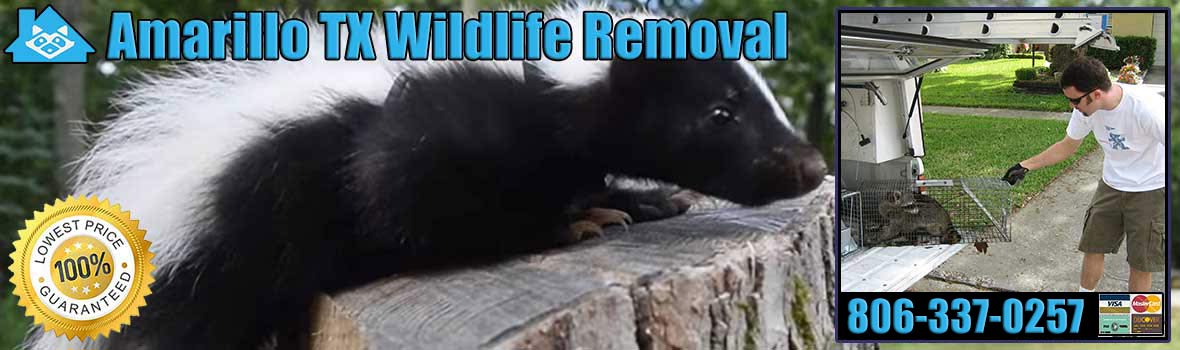 Amarillo Wildlife and Animal Removal
